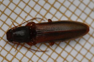 <i>Athous campyloides</i>