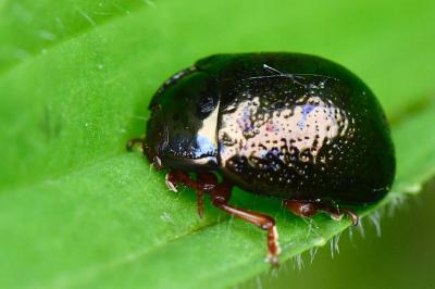 <i>Chrysolina bankii</i>