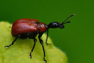 <i>Apoderus coryli</i>