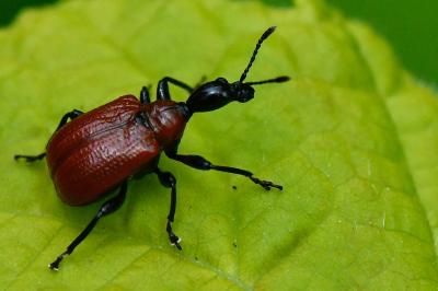 <i>Apoderus coryli</i>