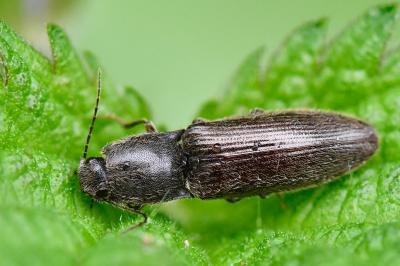 <i>Athous haemorrhoidalis</i>