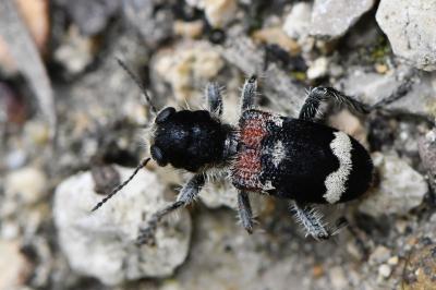 Clairon mutile