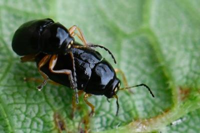 <i>Cryptocephalus</i>