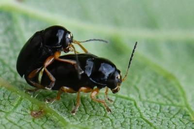 <i>Cryptocephalus</i>