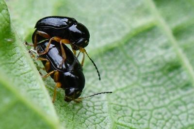 <i>Cryptocephalus</i>