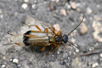 <i>Grammoptera ustulata</i>