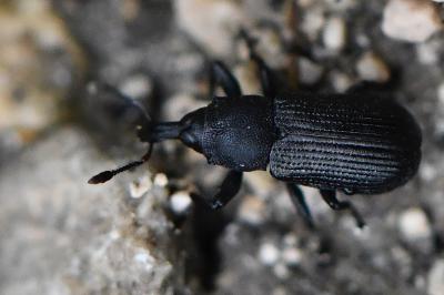 <i>Magdalis armigera</i>