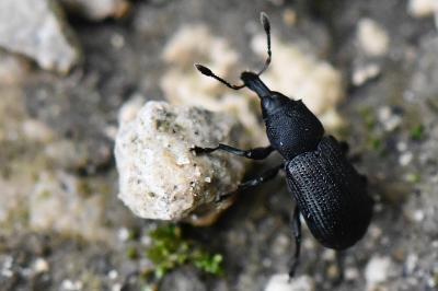 <i>Magdalis armigera</i>