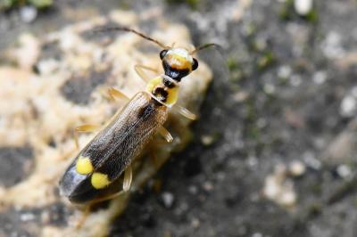 <i>Malthinus seriepunctatus</i>