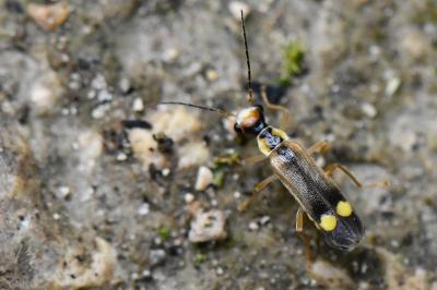<i>Malthinus seriepunctatus</i>