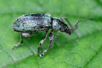 <i>Phyllobius pomaceus</i>