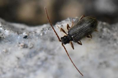 <i>Ptinus rufipes</i>