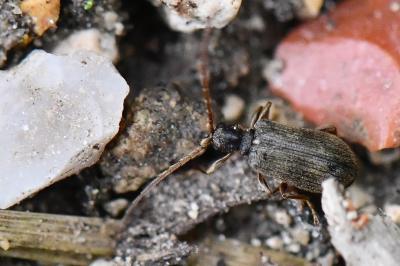 <i>Ptinus rufipes</i>