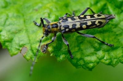 <i>Saperda scalaris</i>