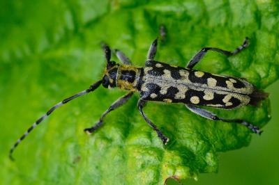<i>Saperda scalaris</i>