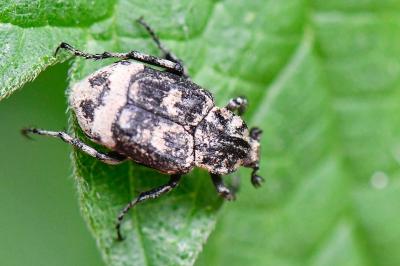 <i>Valgus hemipterus</i>