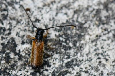 <i>Tetrops praeustus</i>