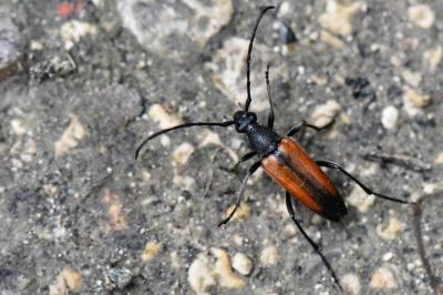 <i>Stenurella melanura</i>
