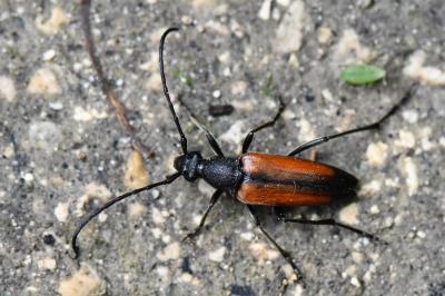 <i>Stenurella melanura</i>