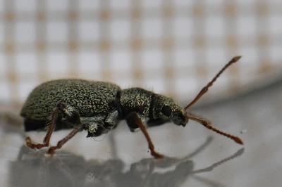 <i>Phyllobius betulinus</i>