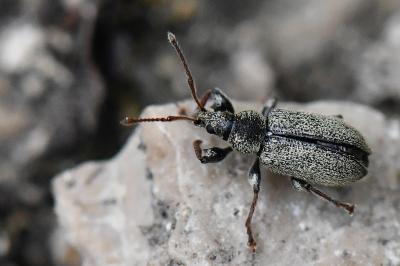 <i>Phyllobius betulinus</i>