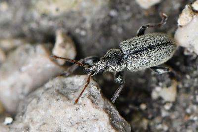 <i>Phyllobius betulinus</i>