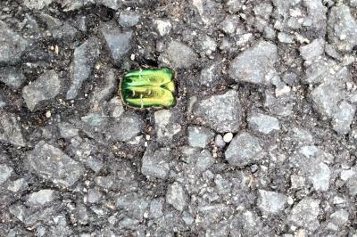 <i>Cetonia aurata</i>
