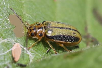 <i>Xanthogaleruca luteola</i>