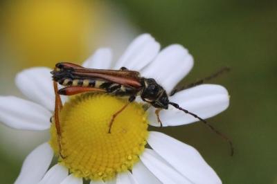 <i>Stenopterus rufus</i>