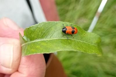 <i>Clytra laeviuscula</i>