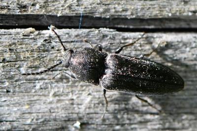 <i>Cidnopus pilosus</i>