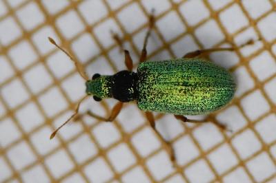 <i>Polydrusus pterygomalis</i>