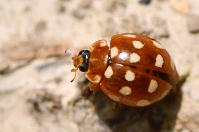 <i>Calvia quatuordecimguttata</i>