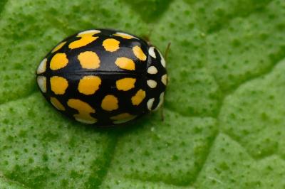 <i>Sospita vigintiguttata</i>