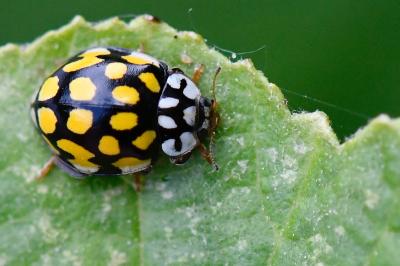 <i>Sospita vigintiguttata</i>