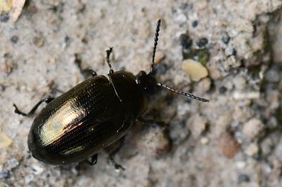 <i>Phratora</i>