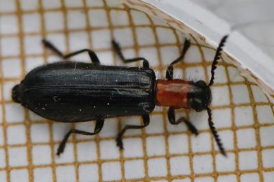 <i>Tillus elongatus</i>