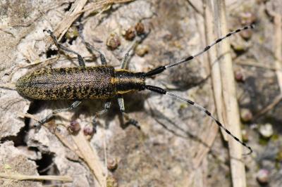 <i>Agapanthia villosoviridescens</i>