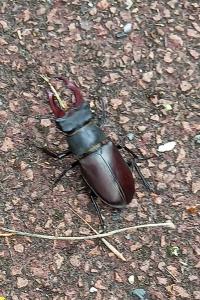 <i>Lucanus cervus</i>