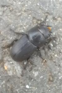 Petite biche