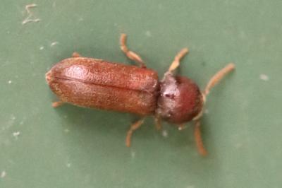 <i>Ptilinus</i>
