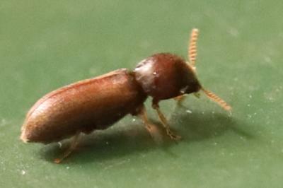 <i>Ptilinus</i>