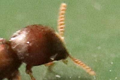 <i>Ptilinus</i>