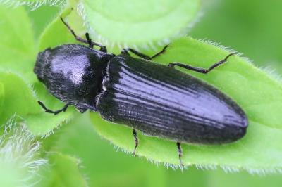<i>Hemicrepidius</i>