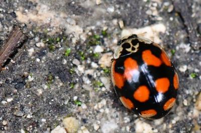 <i>Adalia decempunctata</i>