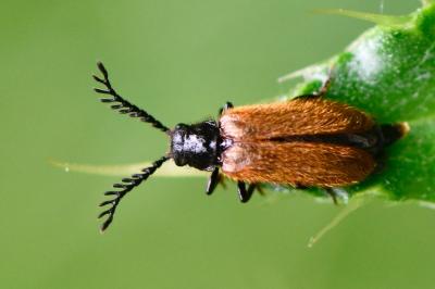 <i>Drilus flavescens</i>