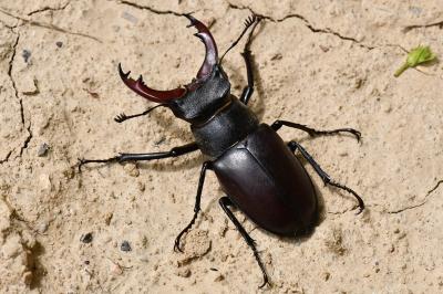 <i>Lucanus cervus</i>