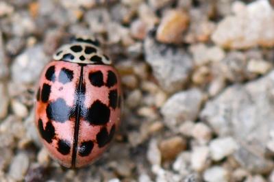 <i>Oenopia conglobata</i>