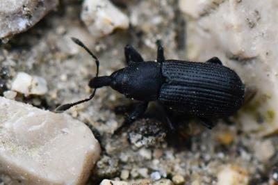 <i>Magdalis armigera</i>