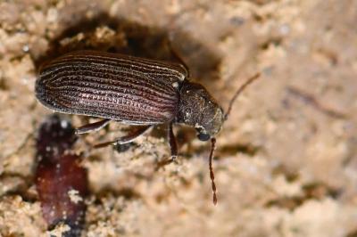 <i>Grynobius planus</i>